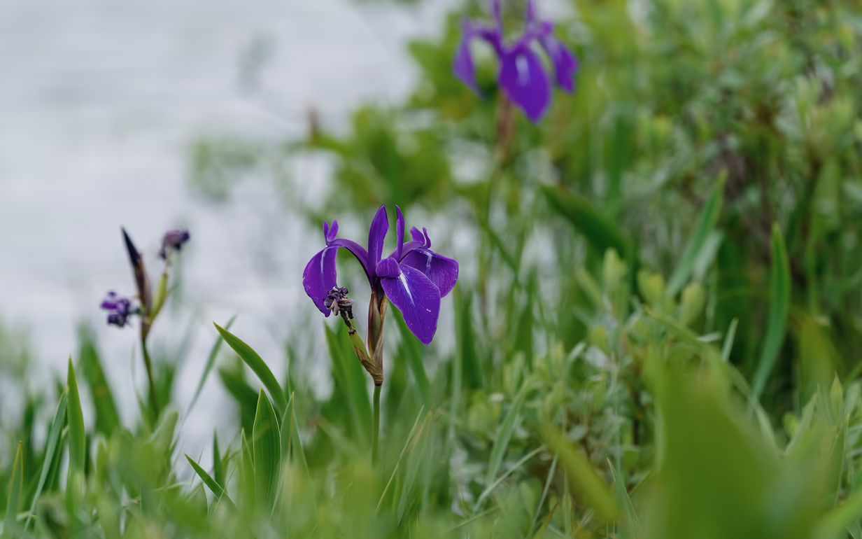 Moor mit Schwertlilien - Symbolbild